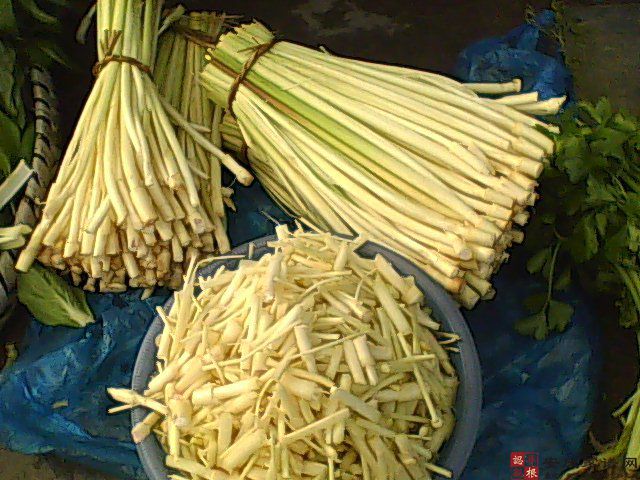  青青河边草——篙儿菜