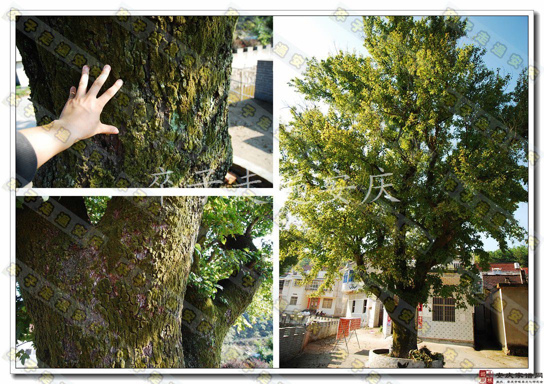 凤栖百年枫树与王家老屋