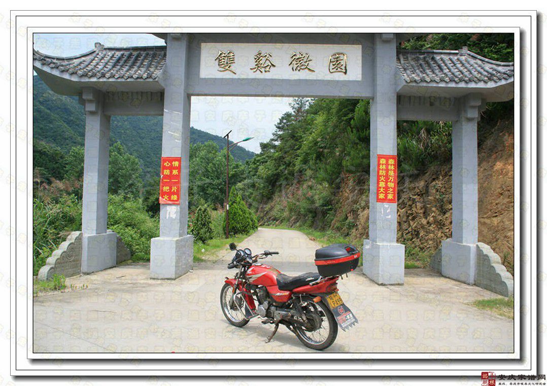 双溪五百年苦槠树