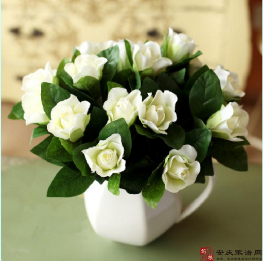 栀子花茉莉花