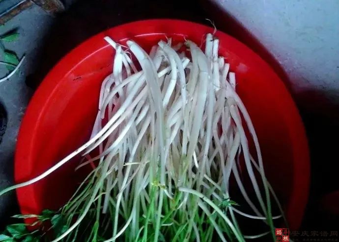 来一碗芹菜芽 ——回不去的乡愁