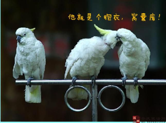 “胞 衣”