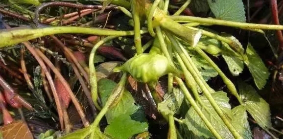六七十年代的“时鲜菜” ——菱角菜•荇荇禾子•鸡头菜