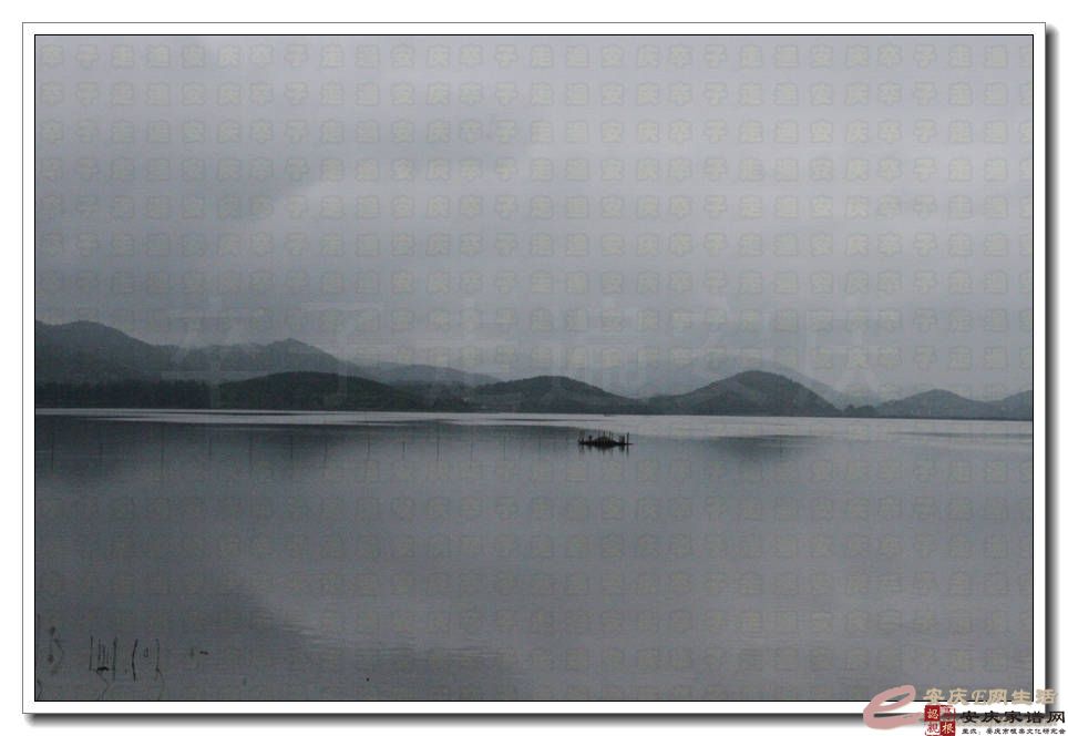 高峰二级（318年）古枫香树