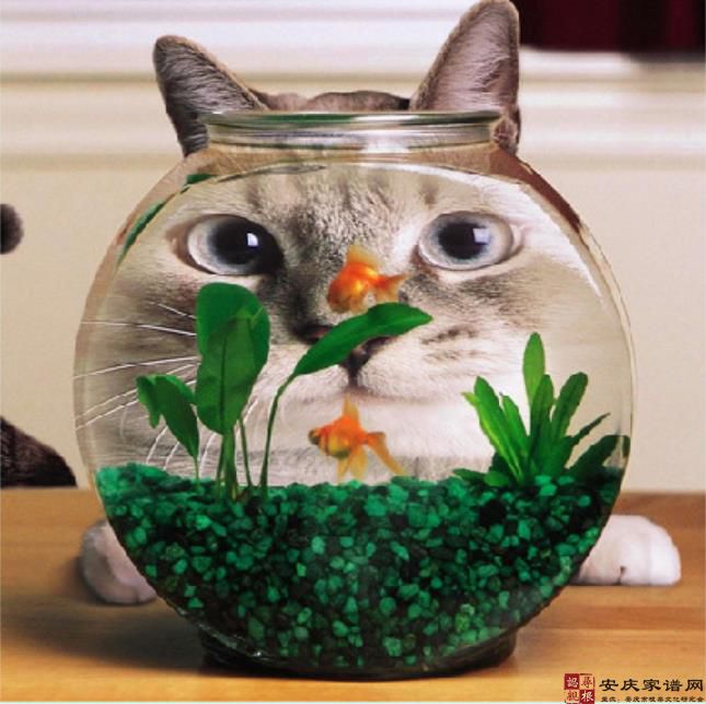 安庆俚语：偷猫饭