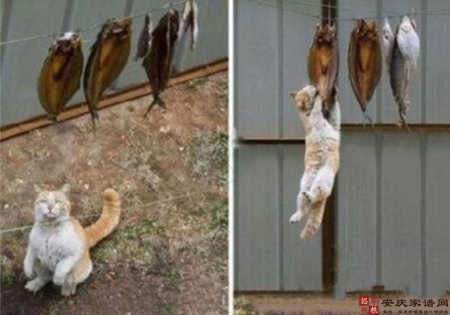 安庆俚语：鱼吊臭着   猫吊瘦着
